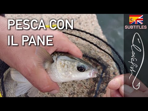 Pesca ai CEFALI con il PANE FRANCESE