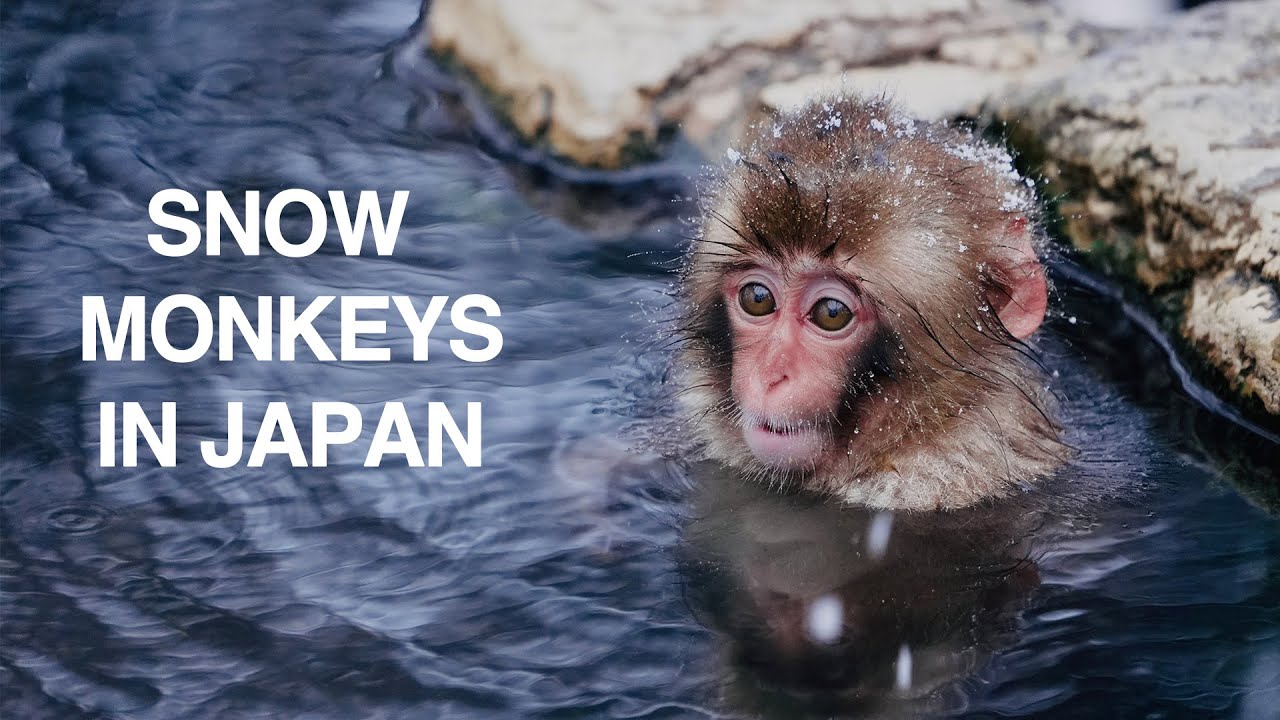 Discover the captivating highlights of Snow monkeys at Jigokudani Monkey Park!