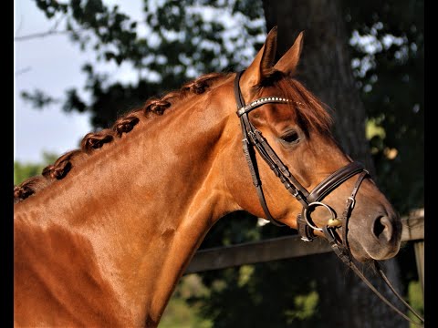 Livella von Worrenberg, OS, geb. 2018, Livello x Comme il faut, hochtalentierte Jungstute