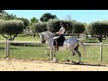 Cheval Dressé