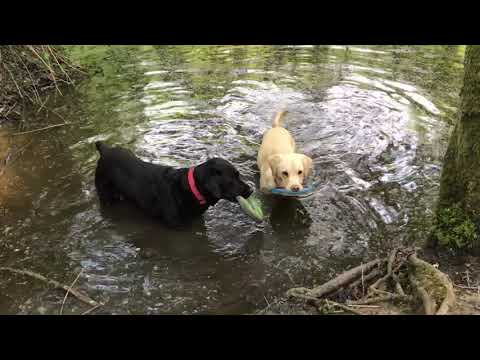 Olive and Mabel. Episode 3 - The Walk of Shame