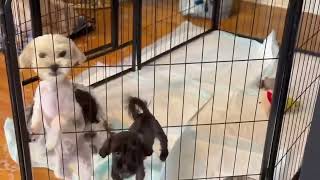 Video preview image #1 Maltese-Unknown Mix Puppy For Sale in Grafton, WI, USA