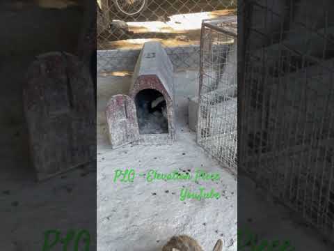 🇦🇷 Naturaleza Viva *4 #shortvideo #argentina #buenosaires #farm