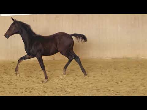 SF von Taurus/ Danciano/ French Kiss/ Angard, * 31.03.2021