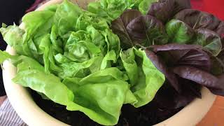 EASY REGROWING STORE BOUGHT BUTTER LETTUCE / eat fresh, save money