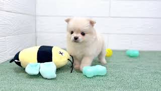 ハーフ犬の動画01