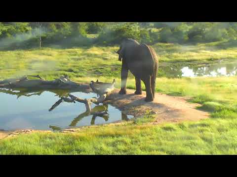 Djuma: Lone Elephant bull - 06:43 - 02/20/19