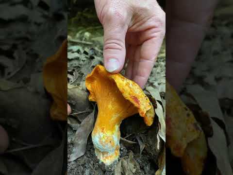 Identifying Lobster Mushroom