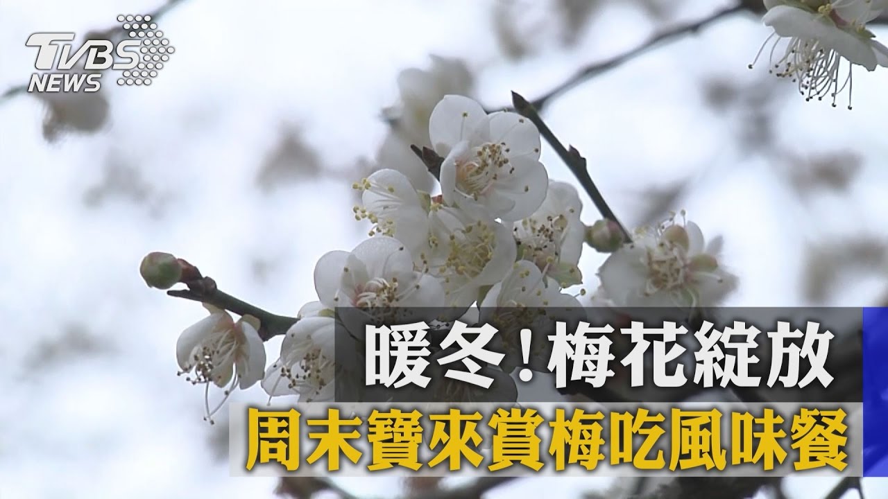 暖冬！梅花綻放　週末寶來賞梅吃風味餐