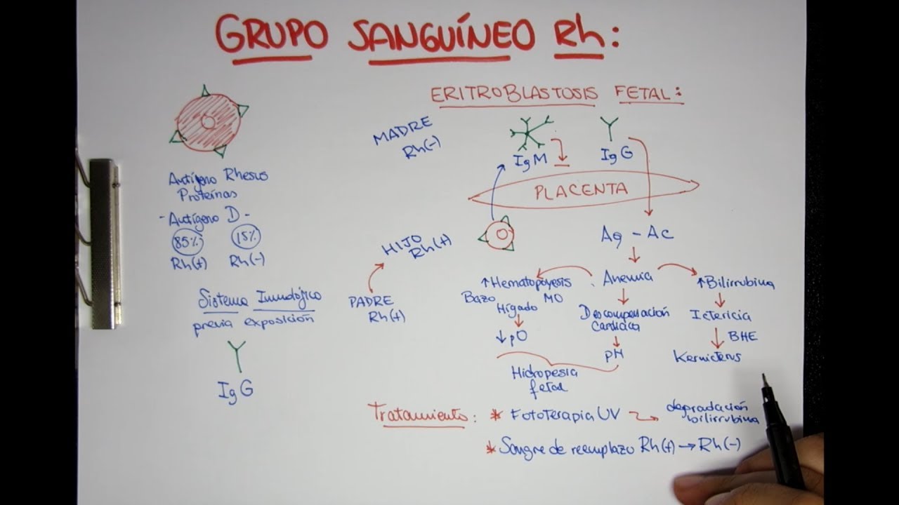Grupo Sanguíneo Rh - Eritroblastosis Fetal