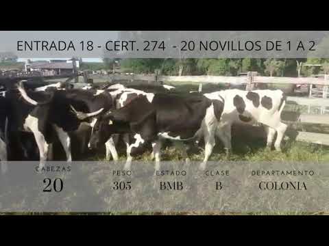 Lote 20 Novillos 1 a 2 años HOLANDO 305kg -  en Rosario