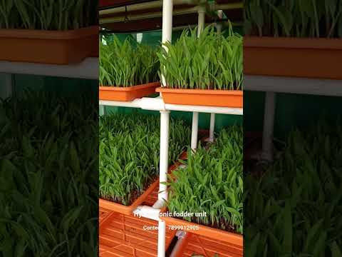 hydroponic fodder unit supply in all over Karnataka | Shorts | 🐏🌽 #krushikannada #agriculture