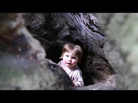 15. Forests On The Way There