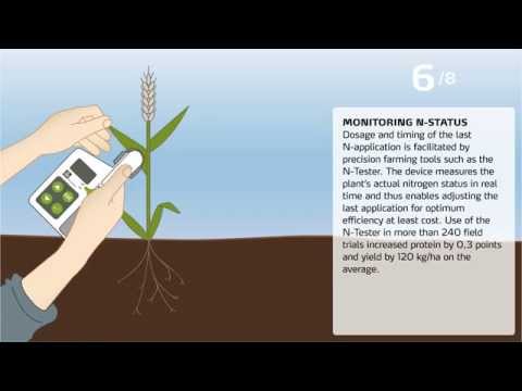 Weizenqualität: Wie lässt sich der Proteingehalt erhöhen?