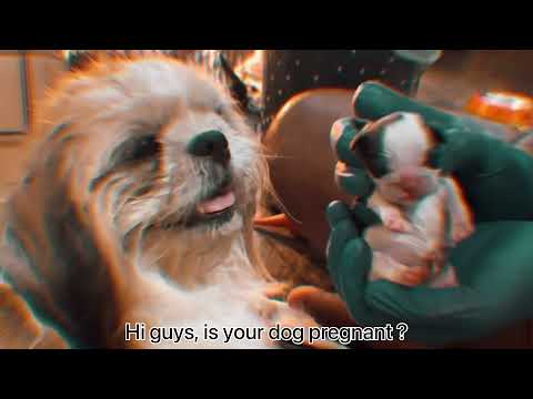 How to help a pregnant dog giving birth to puppies, Shih Tzu dog giving birth to cute newborn pups!!
