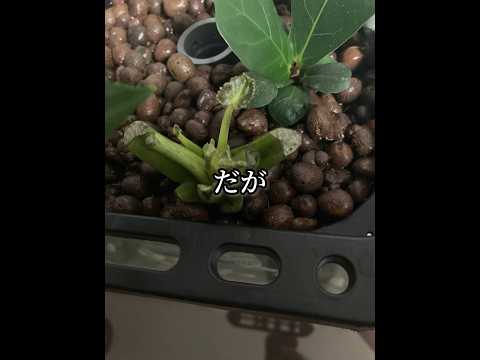 無土栽培風耕システム比較