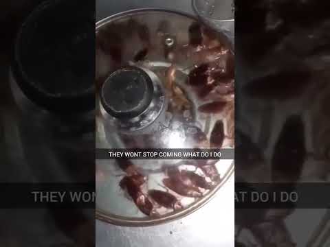 Sink Roach Invasion!