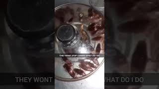 Sink Roach Invasion!