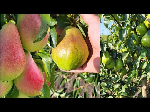 Control through pear and plum orchards.