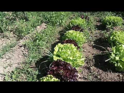 Lechugas de la huerta en Salas de Bureba Burgos