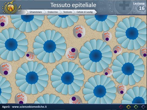 Istologia 16 - Endocrino - Testicoli e ovaie
