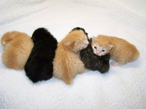American Bobtail Kittens for sale