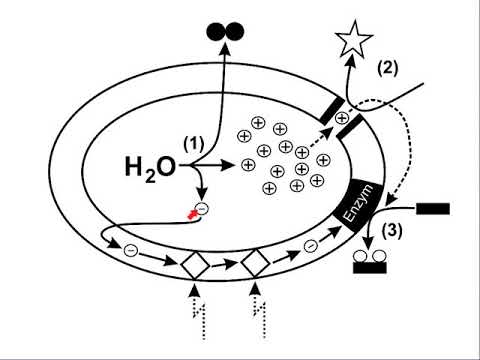 Redoxreaktionen des Alltags - Teil 3: Biologie bzw. Biochemie