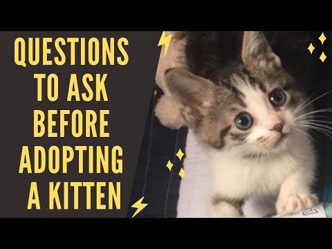 Questions to Ask Before Adopting a Cat