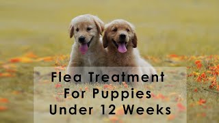 Flea Treatment For Puppies Under 12 Weeks