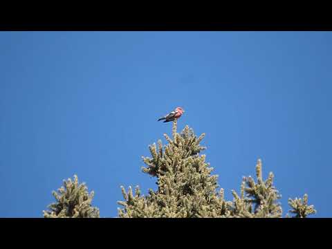 White Winged Crossbill singing