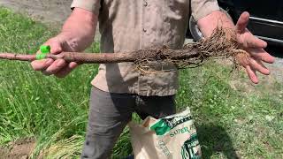 Lesson on How to Plant a Bareroot Fruit Tree