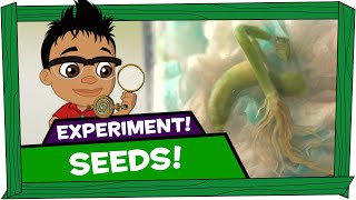 Kid Experiments | Seeds