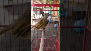 Download lagu cucak jenggot gacor rasa tengkek buto mp3