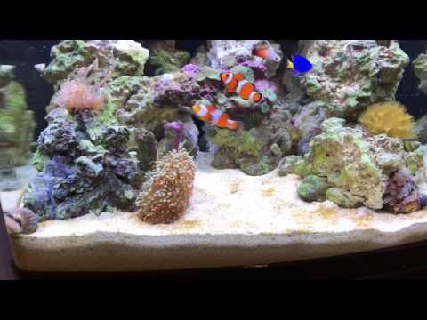 LED Biocube 32 Review (Part 2) ALGAE BLOOM