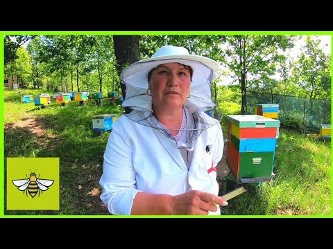 viziunea apicultorului