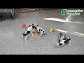 Boston Terrier dogs for sale: Trent - Video 1