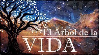 🌳| The Tree of Life | 🌳 Analysis of its Dimensions