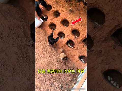 닭을 동굴에서 키우는 이유