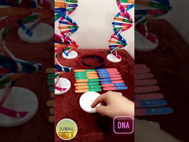 نموذج الحمض النووي DNA
