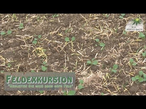 81. Feldexkursion: frühe Maßnahmen im Raps - NU Agrar, 13.09.2017