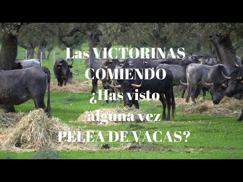 🧲Las VICTORINAS comiendo MUY CERQUITA ¿Has visto alguna vez PELEARSE A LAS VACAS?