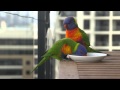 Lorikeet Mating Dance