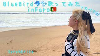 AyuのBlueBirdアカペラで歌ってみた🐬✨♪in Faro