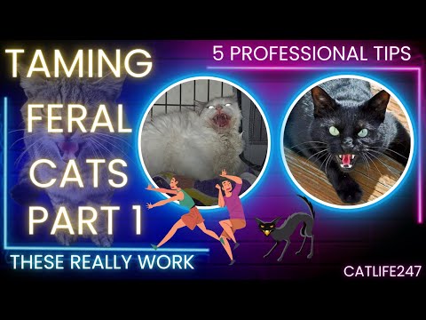 Cat Taming. 5 Professional tips and tricks for turning feral devil cat to lovebug. #cat #cats #viral