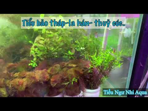 Một Số Dòng Cây Thuỷ Sinh 