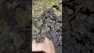 Eel fishing | Catching Eel | Hunting Eel From Hole Using Hook #00282
