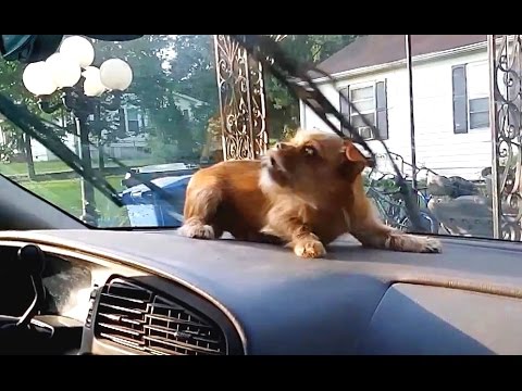 Video De Perros Ladrándole Al Parabrisas Del Auto