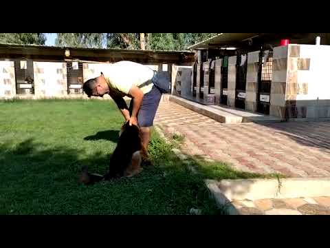 My German chepherd excitement for reunion