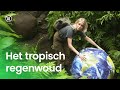 Waarom regent het zoveel in het tropisch regenwoud?