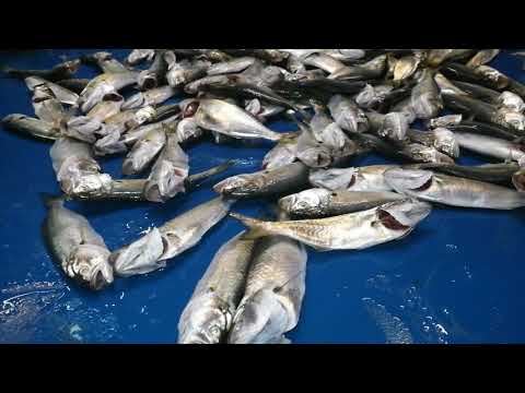 Kaptan Show 140 parça Baliğın içinden geçtim Resim